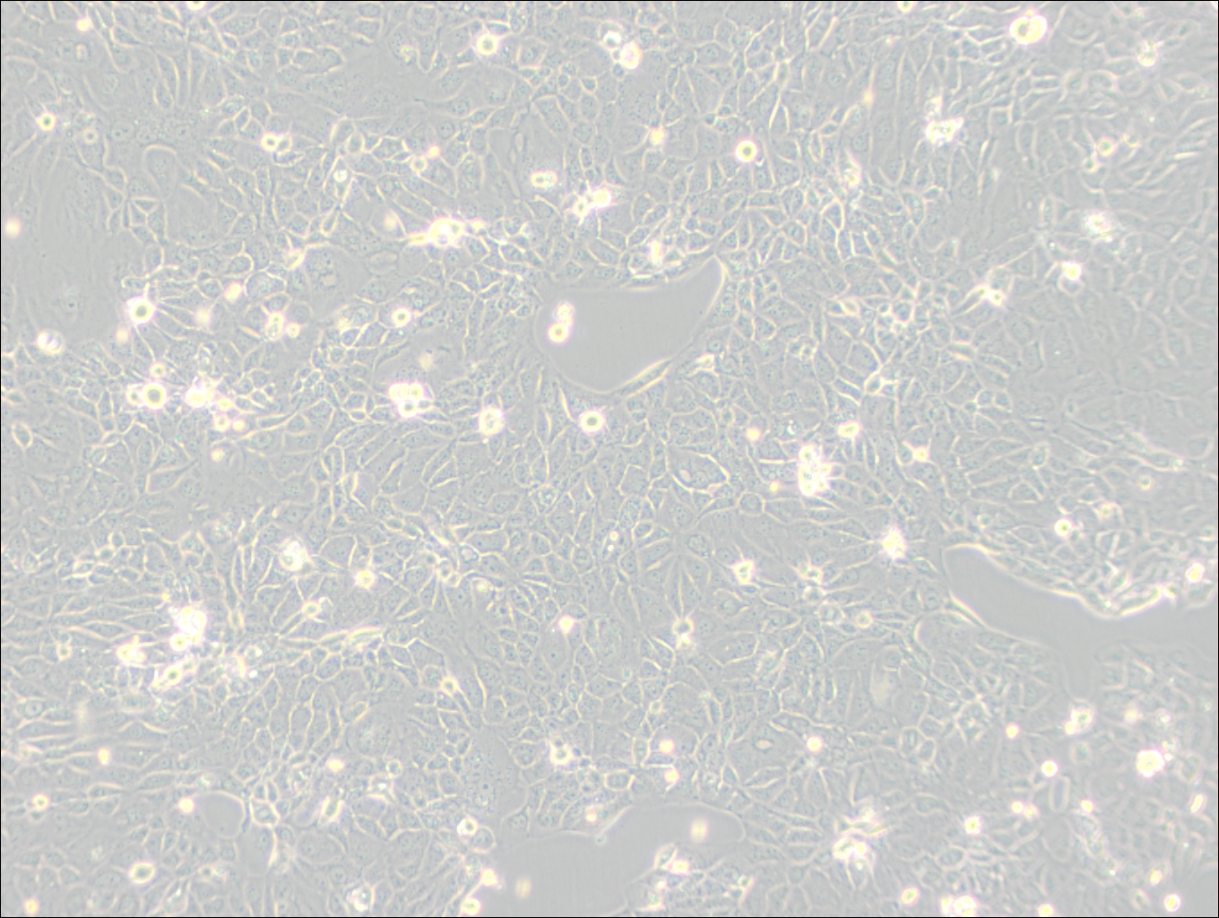 Panc 10.05 (人胰腺癌细胞) (STR鉴定正确)