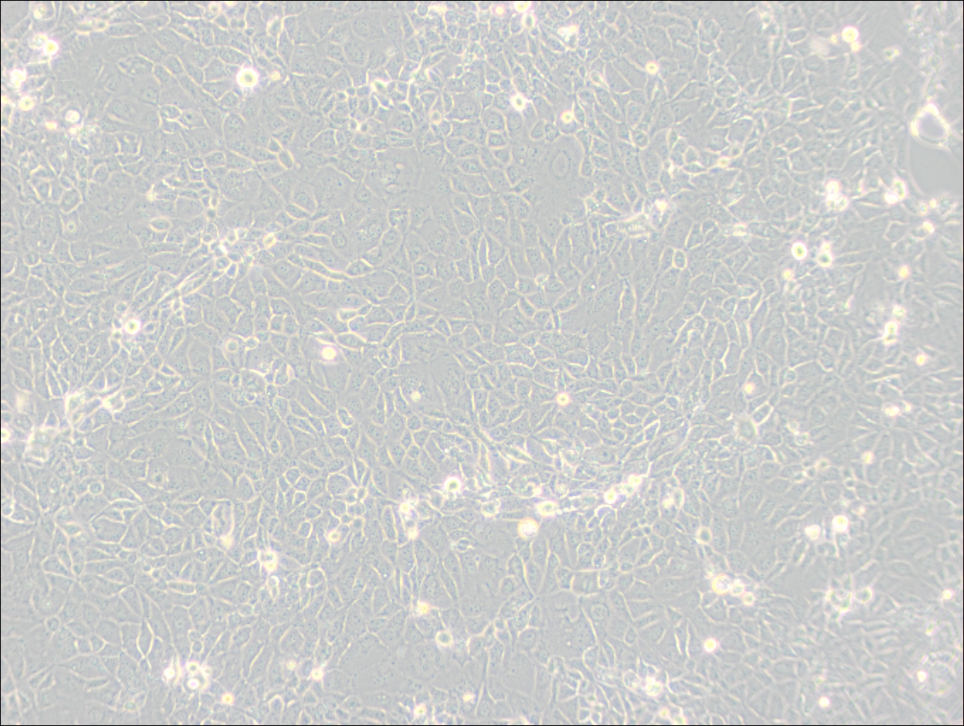 Panc 10.05 (人胰腺癌细胞) (STR鉴定正确)