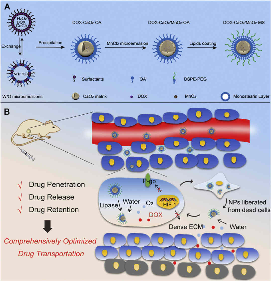 DOX- CaO2/MnO2 -MS纳米药物的作用原理