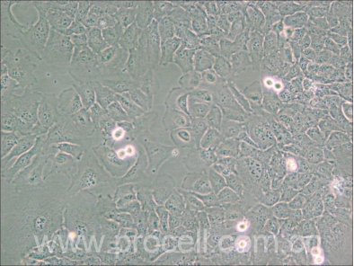 HMC3细胞正常生长