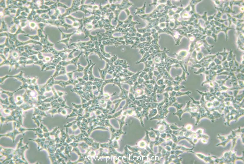 293T细胞正常生长图片