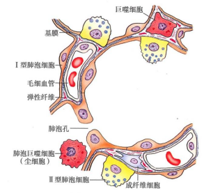 肺泡模式图