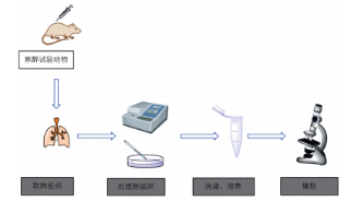 大鼠肺微血管内皮细胞提取示意图