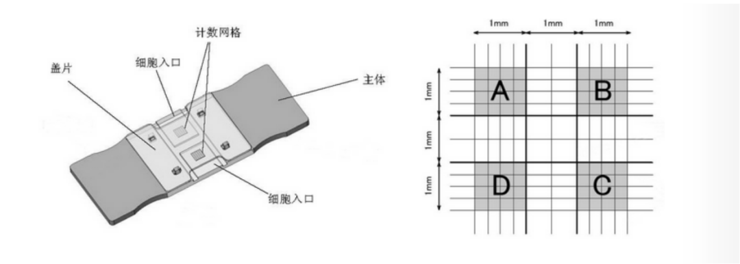 细胞计数