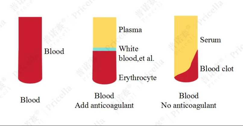 全血、血浆和血清示意图