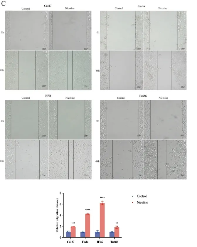 细胞划痕实验显示，暴露于10 μmol/L尼古丁显著促进癌细胞的迁移