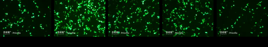 转染试剂与质粒不同比例下Hep G2细胞的荧光蛋白表达效果 转染试剂与质粒不同比例下Hep G2细胞的荧光蛋白表达效果
