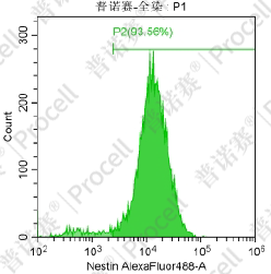 神经干细胞培养纯度2