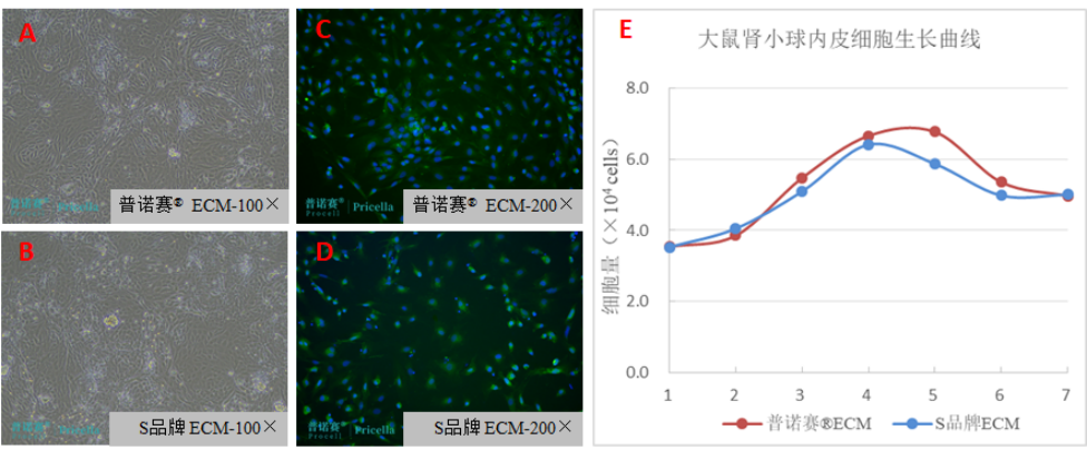 大鼠肾小球内皮细胞形态观察（A-B）；CD31免疫荧光染色（C-D）和生长曲线（E） 