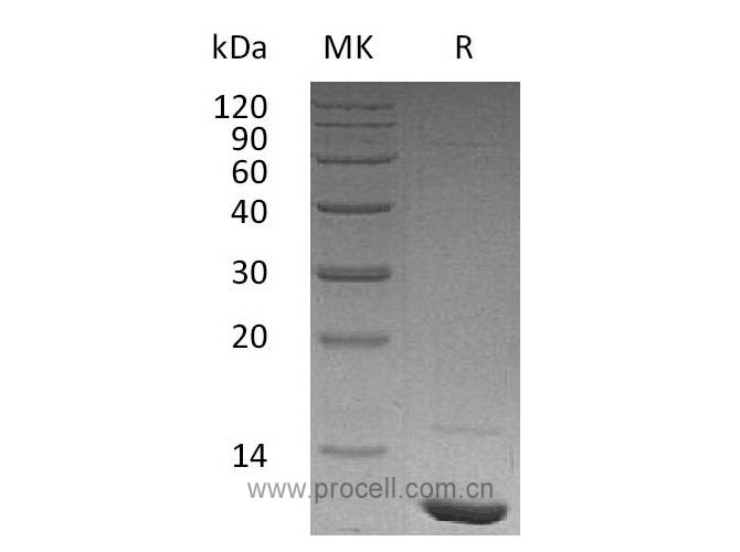 Procell-IGF-I/ IGF1/ MGF, Human, Recombinant