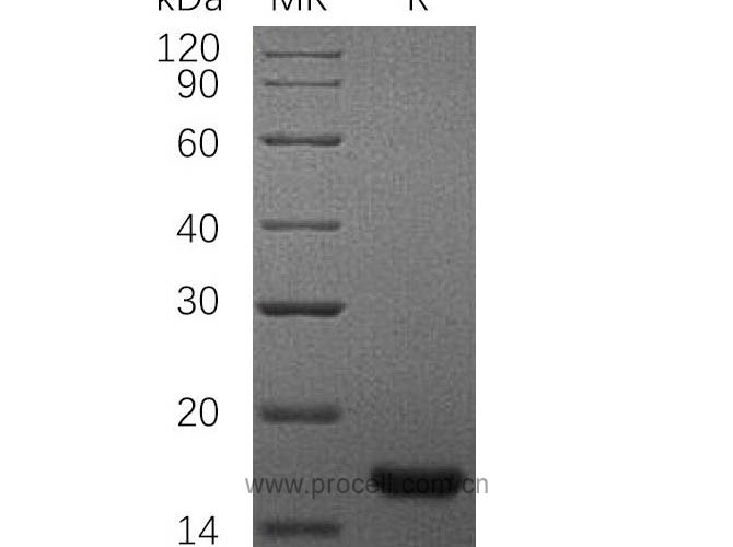 Procell-SCF/ c-Kit (C-6His), Rat, Recombinant