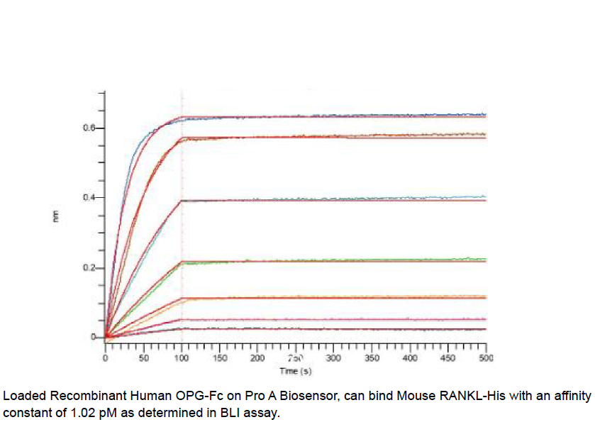 Procell-RANK L/ TRANCE/ TNFSF11 (C-6His), Mouse, Recombinant