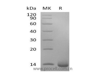 PDGF-BB/ PDGF2, Human, Recombinant