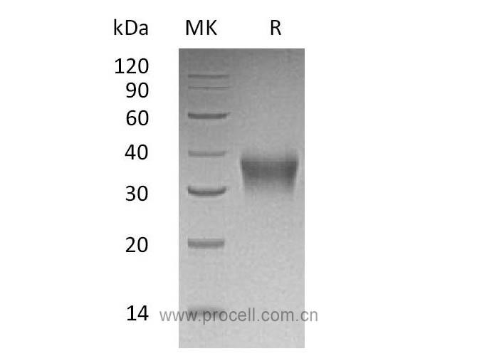 EPO/ Epoetin (C-6His), Human, Recombinant