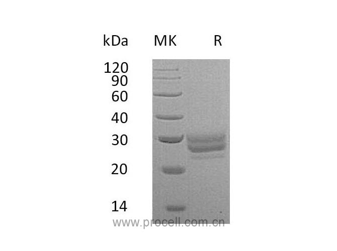 Procell-Flt-3L/ Flt3LG (C-6His), Mouse, Recombinant