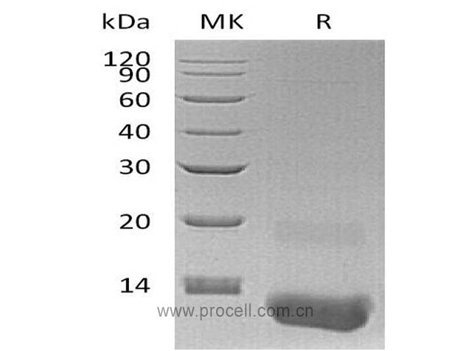 GRO-γ/ CXCL3 (N-6His), Human, Recombinant