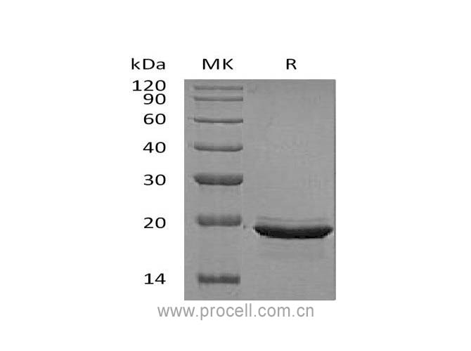 FGF-12/ FHF-1, Human, Recombinant