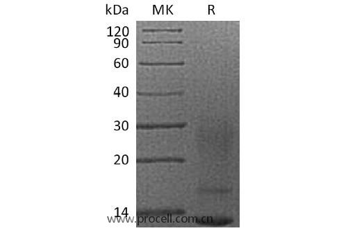 IL-13 (C-6His), Human, Recombinant