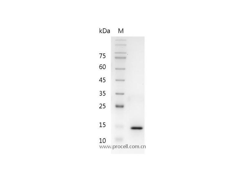 IL-17A/CTLA-8, Human, Recombinant