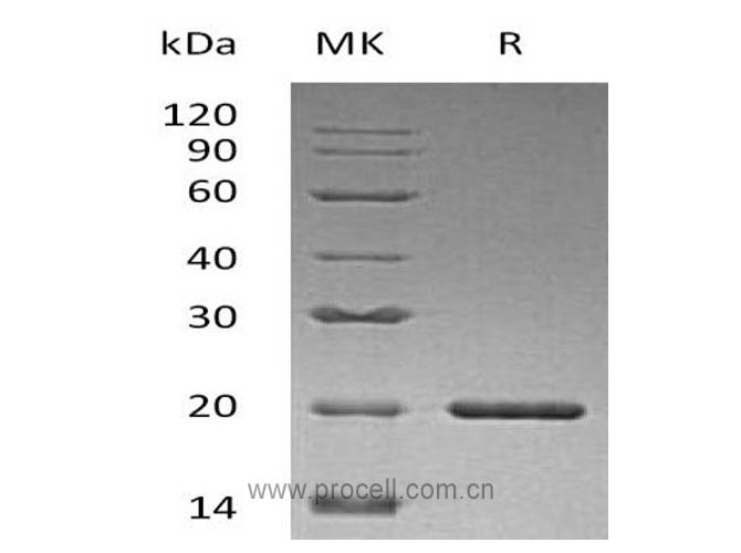 SHH, Human, Recombinant