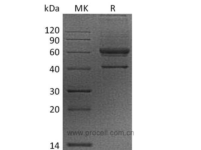 VEGFB (N-Fc), Human, Recombinant