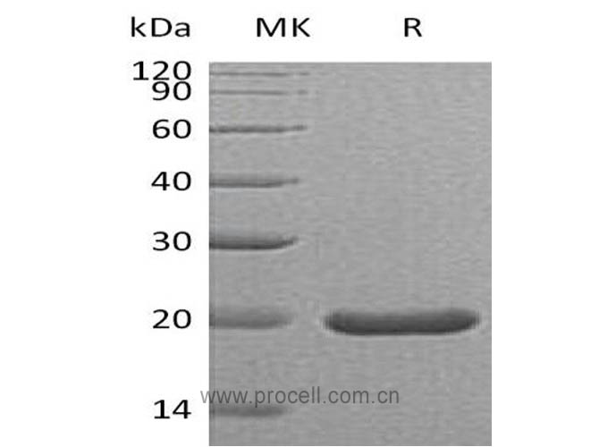 SHH (C25II), Mouse, Recombinant