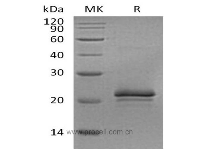 VEGF/ VEGF-A, Rat, Recombinant