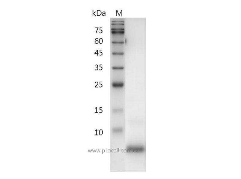 TGFα/ETGF/TGFA, Human, Recombinant