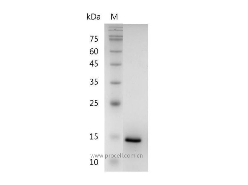 CXCL9/SCYB9, Human, Recombinant