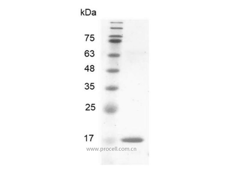 BMP-8a/BMP-8/OP-2, Human, Recombinant