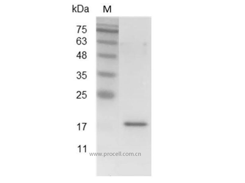 TWEAK/TNFSF12, Mouse, Recombinant