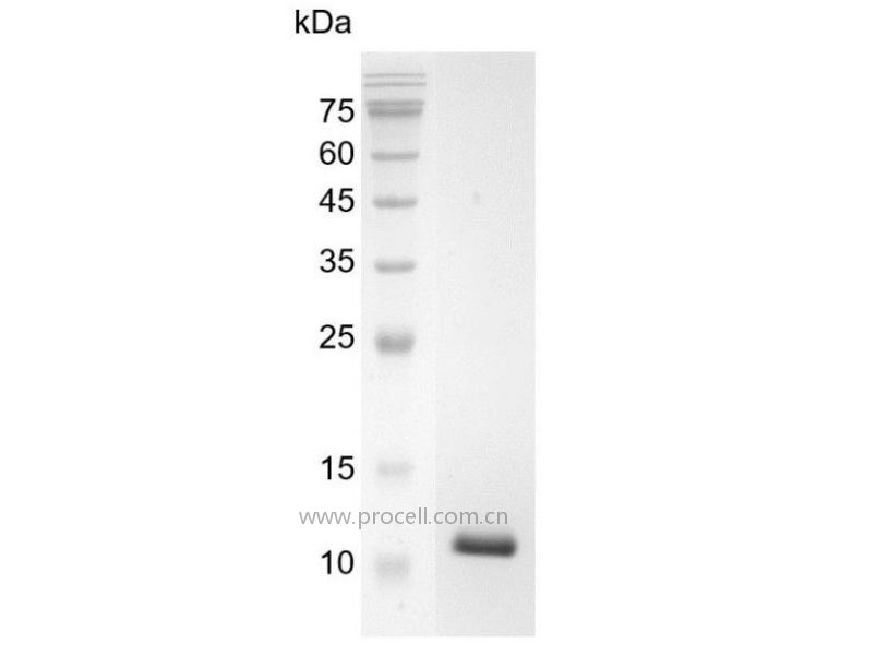 TGFβ 1/TGFB1, Swine, Recombinant