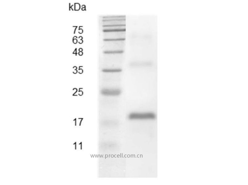 VEGF/VEGF-A, Swine, Recombinant