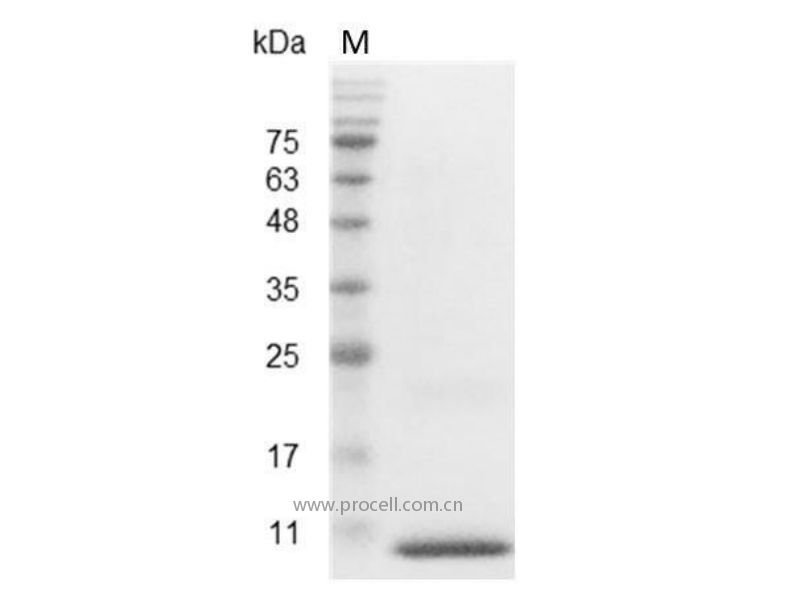 CXCL1/GRO-α/NAP-3/GRO1, Human, Recombinant