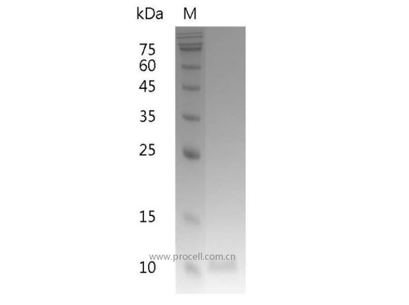 IL-13/NC30, Human, Recombinant