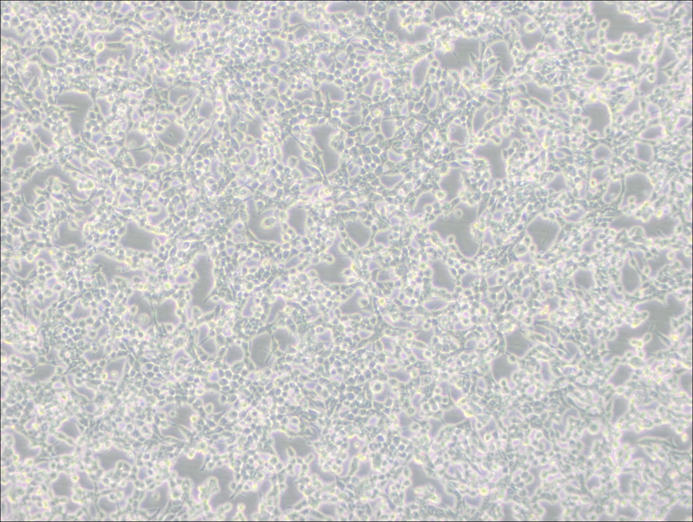 293E (人胚肾细胞(EBNA1基因修饰))(STR鉴定正确)