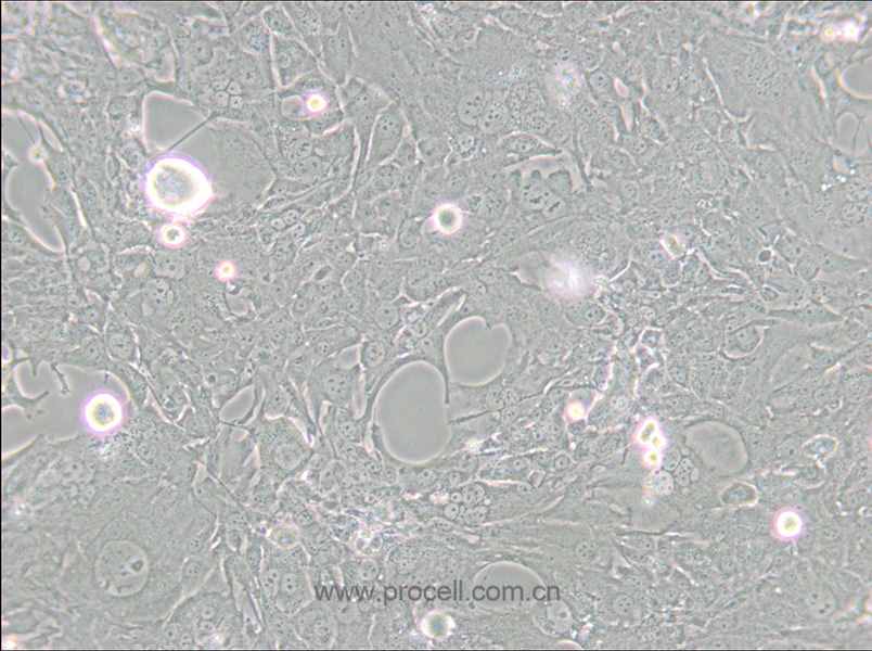 C8-D1A (小鼠小脑星形胶质细胞)(种属鉴定正确)