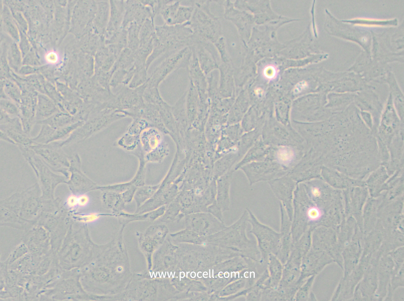 NCI-H196 (人小细胞肺癌细胞) (STR鉴定正确)