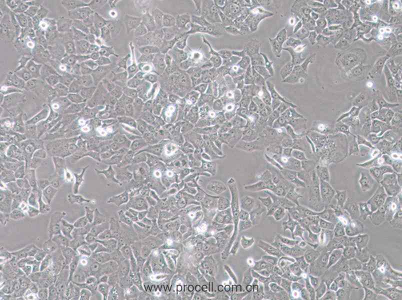 HCC4006 (人肺癌腺癌细胞) (STR鉴定正确)