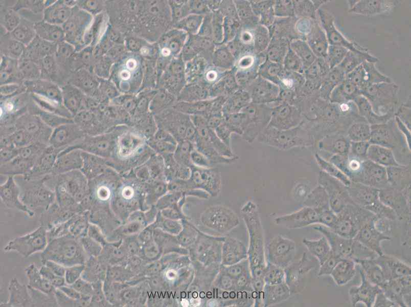 HCC4006 (人肺癌腺癌细胞) (STR鉴定正确)