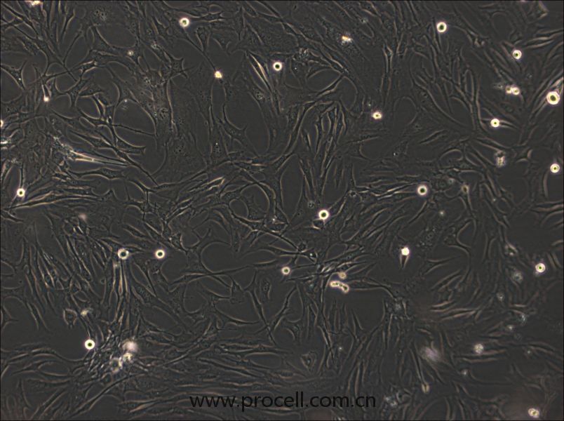 HS-27A (人骨髓细胞) (STR鉴定正确)