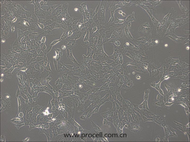 NCI-H1792(人肺腺癌细胞) (STR鉴定正确)