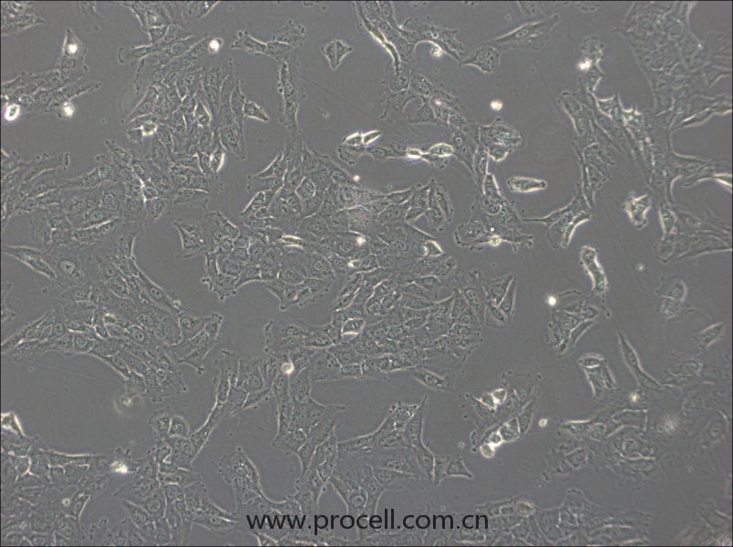 NCI-H1792(人肺腺癌细胞) (STR鉴定正确)