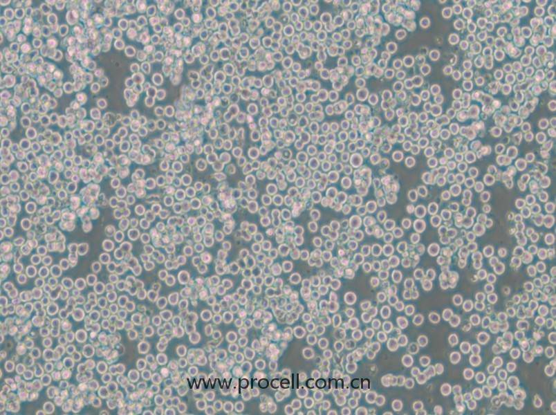 EOL-1 (人急性髓细胞白血病细胞) (STR鉴定正确)