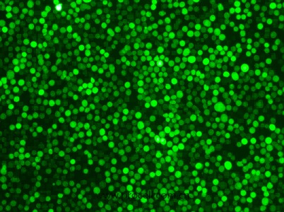 K-562-GFP（人慢性髓原白血病细胞（绿色荧光标记））（STR鉴定正确）