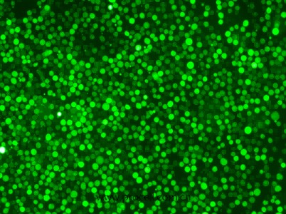 K-562-GFP（人慢性髓原白血病细胞（绿色荧光标记））（STR鉴定正确）